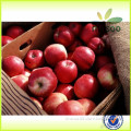 apple/fuji apple/fresh apple with high quality                        
                                                Quality Choice